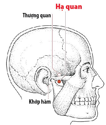 vị trí huyệt Hạ Quan, tác dụng huyệt Hạ Quan, châm cứu huyệt Hạ Quan, huyệt Hạ Quan trong Đông y