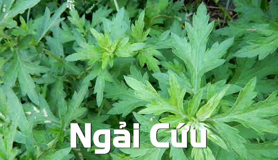 Ngài cứu là gì? hình ảnh cây ngải cứu lá thật, mặt dưới bạc, thân cây.