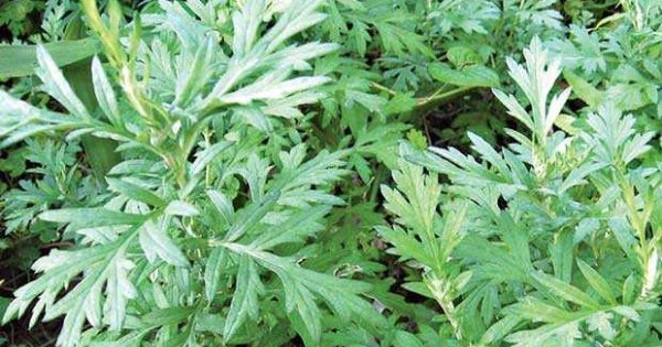 hình ảnh cây ngải cứu lá thật, mặt dưới bạc, thân cây.